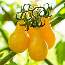 Gelbe Tomaten Samen