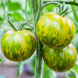 Grüne Tomaten Samen