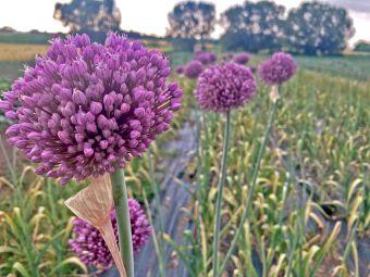 Elefantenknoblauch mit Blüten auf dem Feld