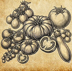 Tomatenpflanzen