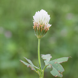 Alexandrinerklee Gründüngung