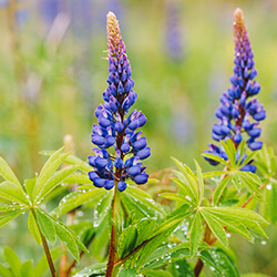 Lupinen Gründüngung