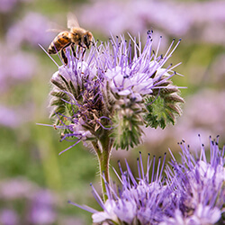 Phacelia Gründüngung