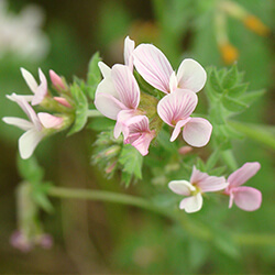 Serradella Gründüngung