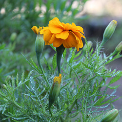 Tagetes Gründüngung