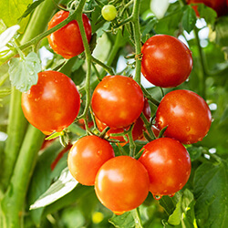 Stabtomatensamen