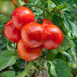 Buschtomatensamen