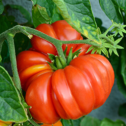 Fleischtomatensamen