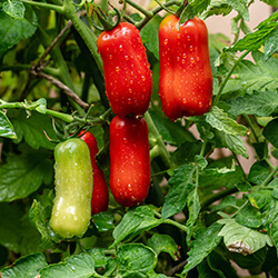 Eiertomatensamen