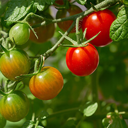 Kirschtomatensamen