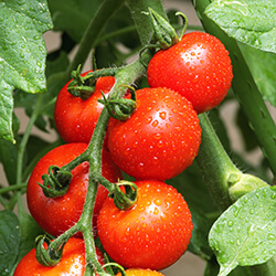 Snacktomatensamen