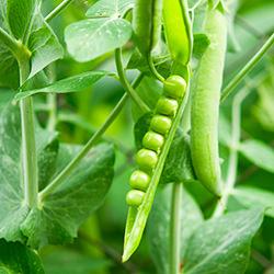 Erbsensamen