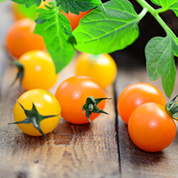 Wildtomatensamen
