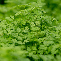 Kerbelsamen