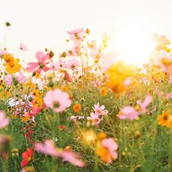 Wildblumensamen