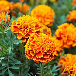 Studentenblumensamen