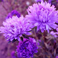 Asternsamen