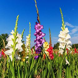 Gladiolenzwiebeln