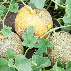 Melonensamen