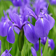 Schwertlilienknollen / Iris