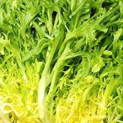 Endiviensalatsamen