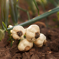 Knoblauchsamen