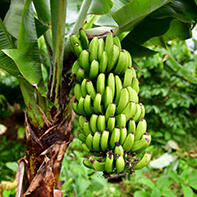 Bananensamen