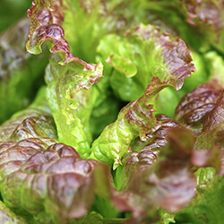 Eichblattsalatsamen