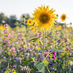 Mössinger Sommer