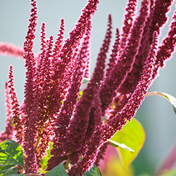 Fuchsschwanzsamen