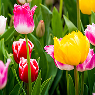 Tulpenzwiebeln