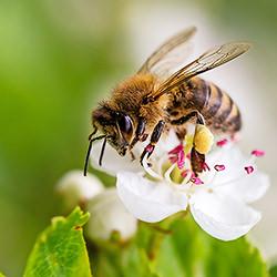 Bienenwiese
