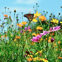 Insektenwiese