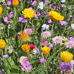 Blumenrasen