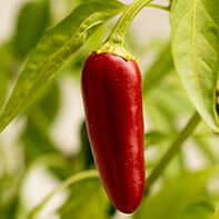 Chilisamen