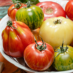 alte Tomatensorten