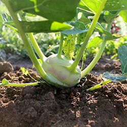 Kohlrabisamen