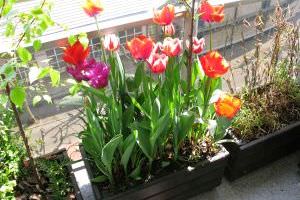 Tulpen im Blumenkasten