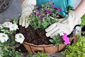 Hanging Basket