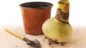 Amaryllis Zwiebel