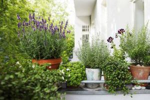 Lavendel im Kübel