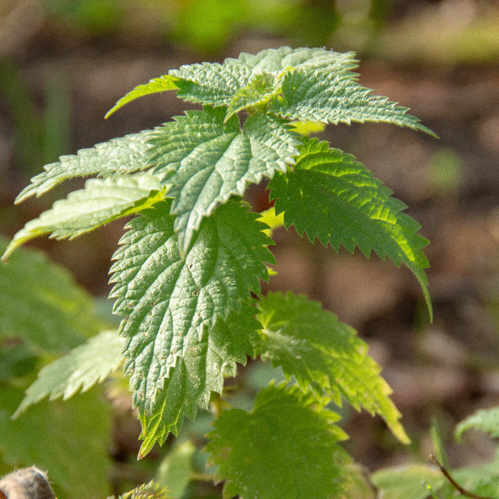 Wildkräuter gibt es auch im Garten Samenhaus Gartenblog