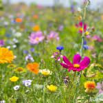 Ihre neue Wildblumenwiese