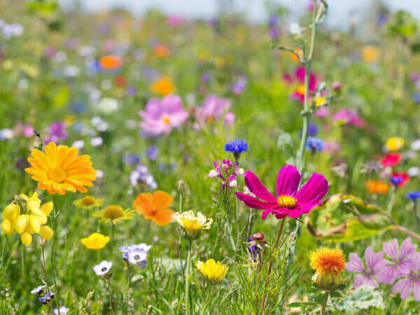 Ihre neue Wildblumenwiese