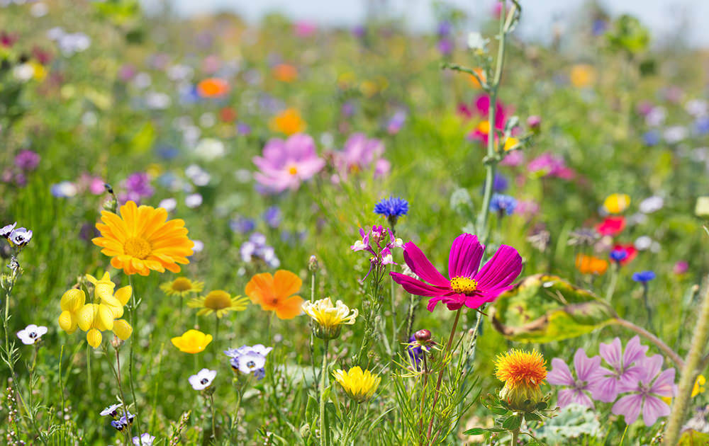 Ihre neue Wildblumenwiese