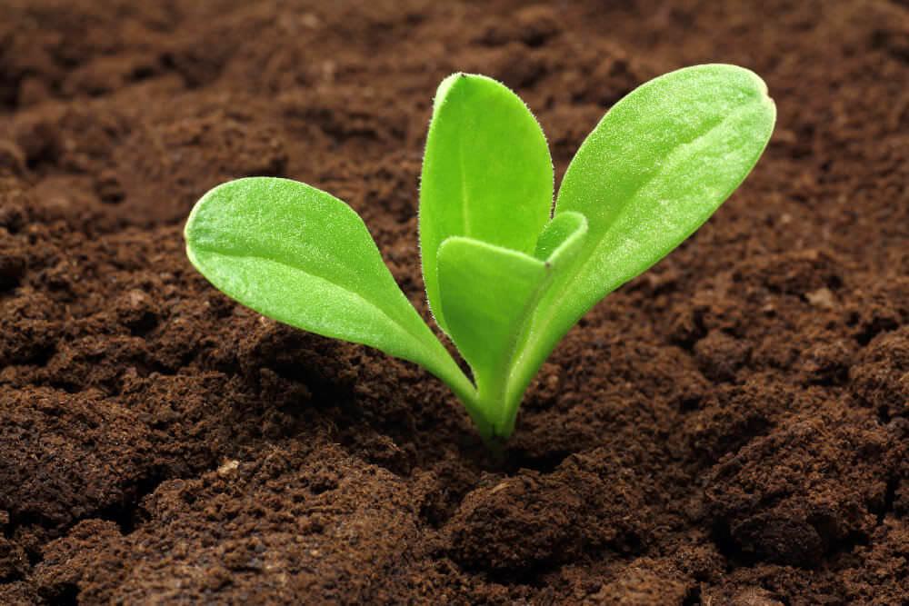 Keimfähigkeit von Samen – Wie lange ist Saatgut haltbar?