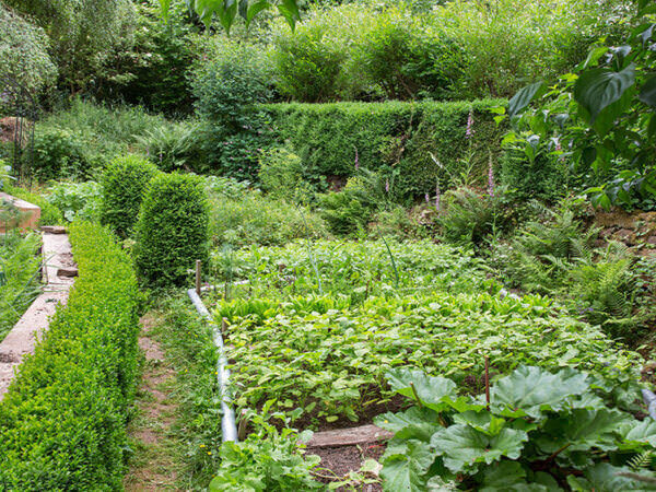 Mischkultur im Garten – auf gute Nachbarschaft