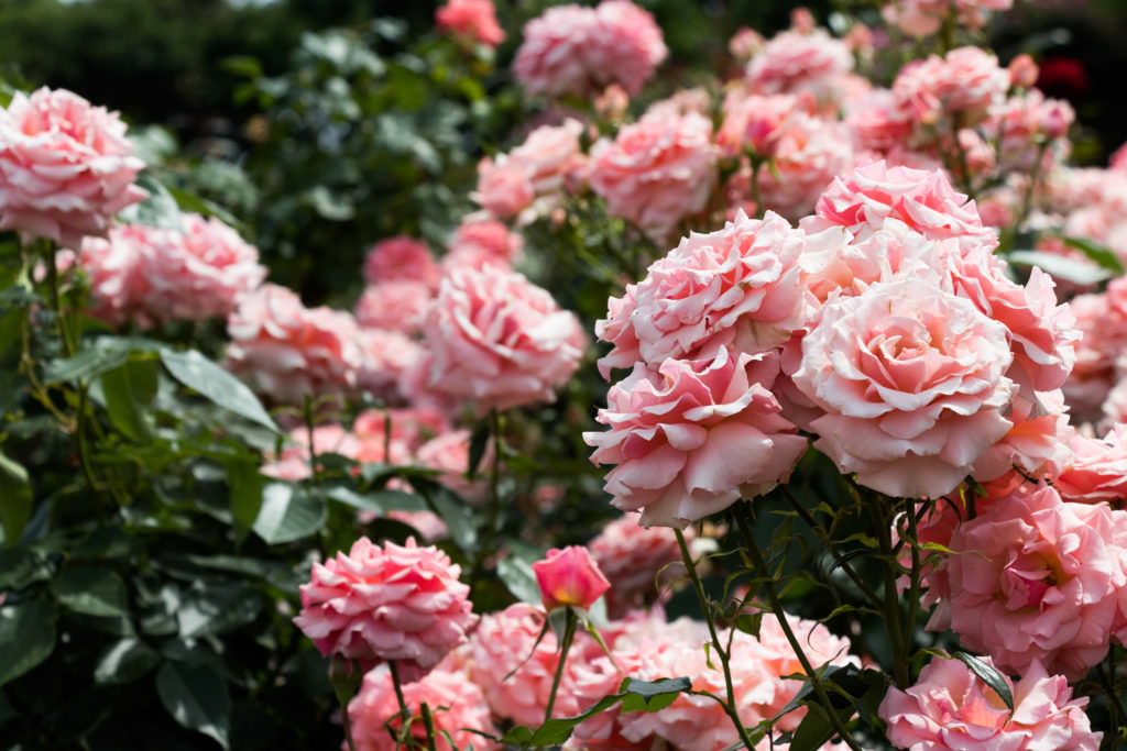 Rosenpflege übers Jahr – die schönsten Rosen mit etwas Pflege