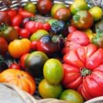 Alte Tomatensorten – Geschmack wiederentdeckt