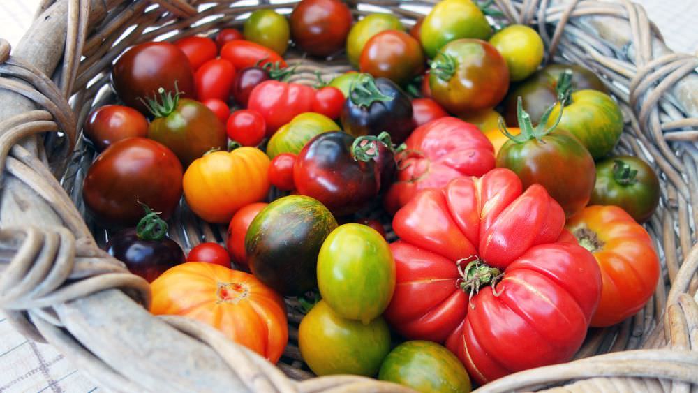 Alte Tomatensorten – Geschmack wiederentdeckt